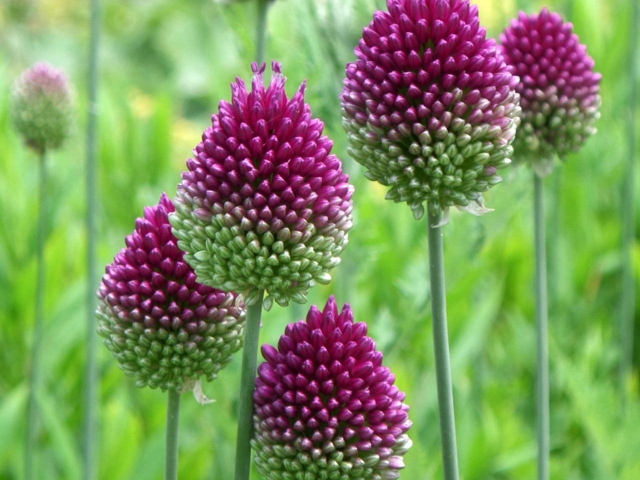 Green-Magenta Drumstick Allium Flowers