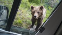 Bear looking through car window in Romania