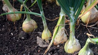 'Ailsa Craig' onions growing