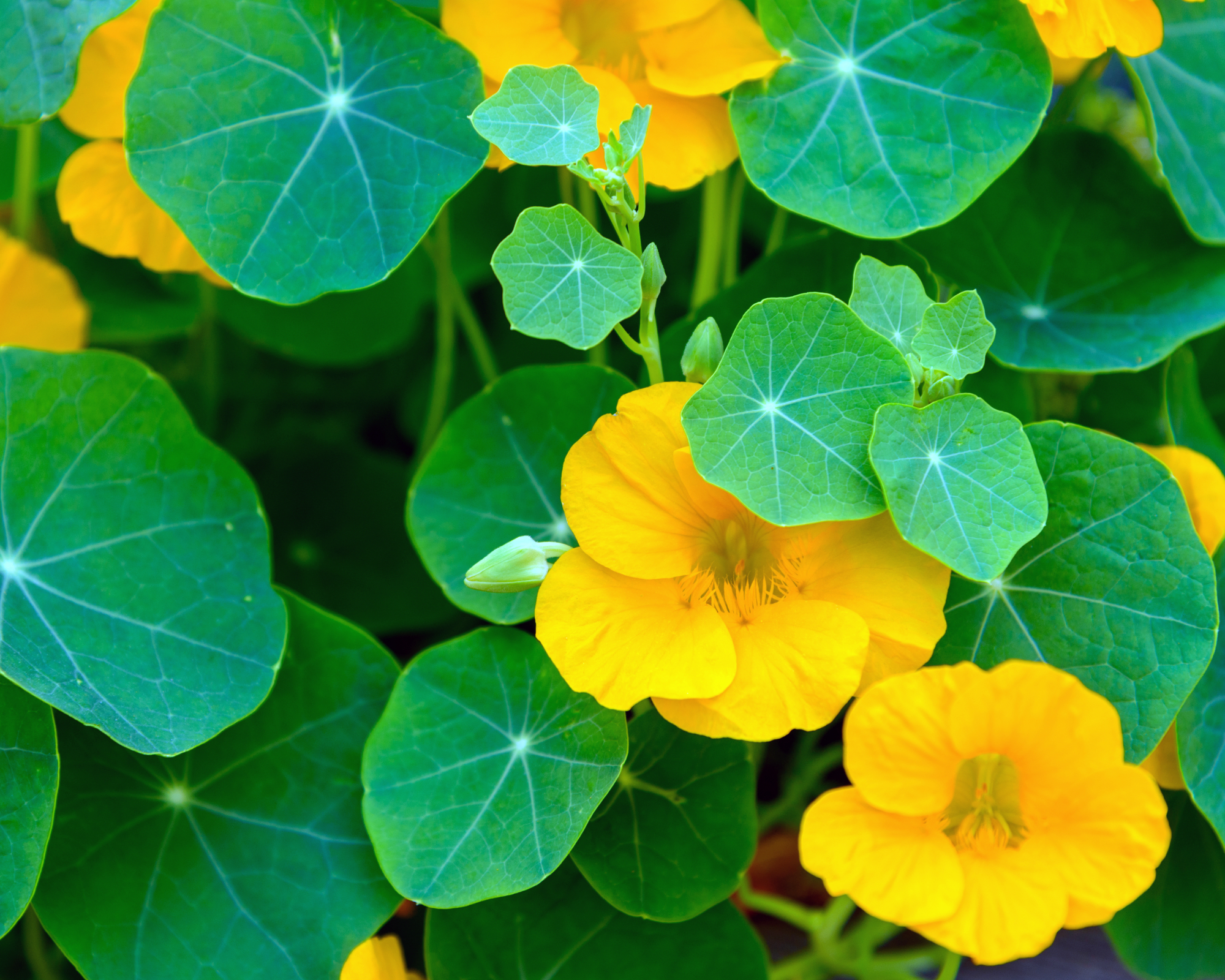 nasturtium with yellow flowers and fresh green leaves