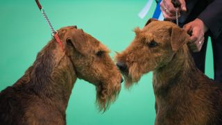 Two airedale terriers