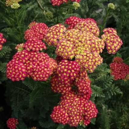 Strawberry Seduction&amp;trade; Yarrow
