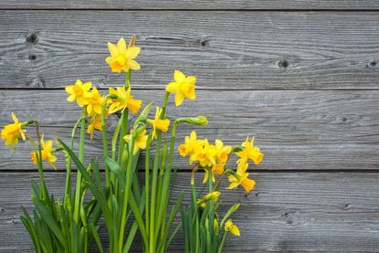 Yellow Daffodils Infront Of Wooden Background