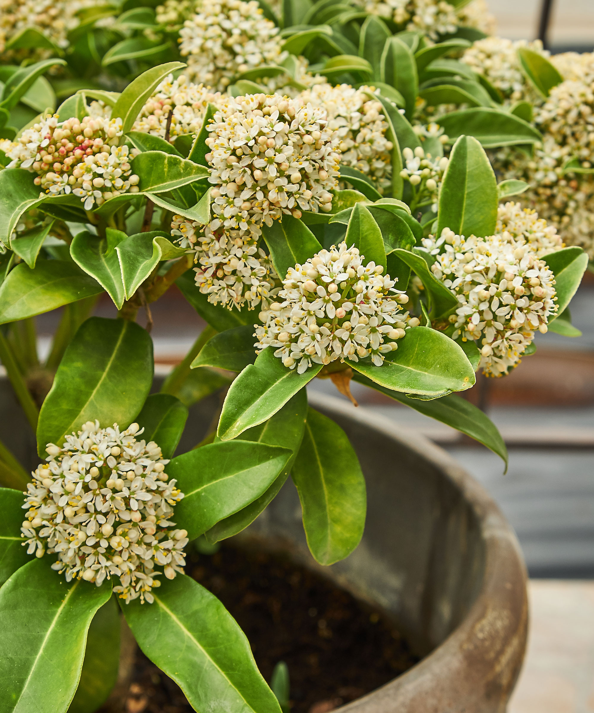 container plant skimmia showing fluffy flower heads