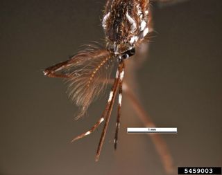 Head and proboscis of Aedes aegypti, also known as the yellow fever mosquito.