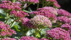 Sedum 'Autumn Joy'