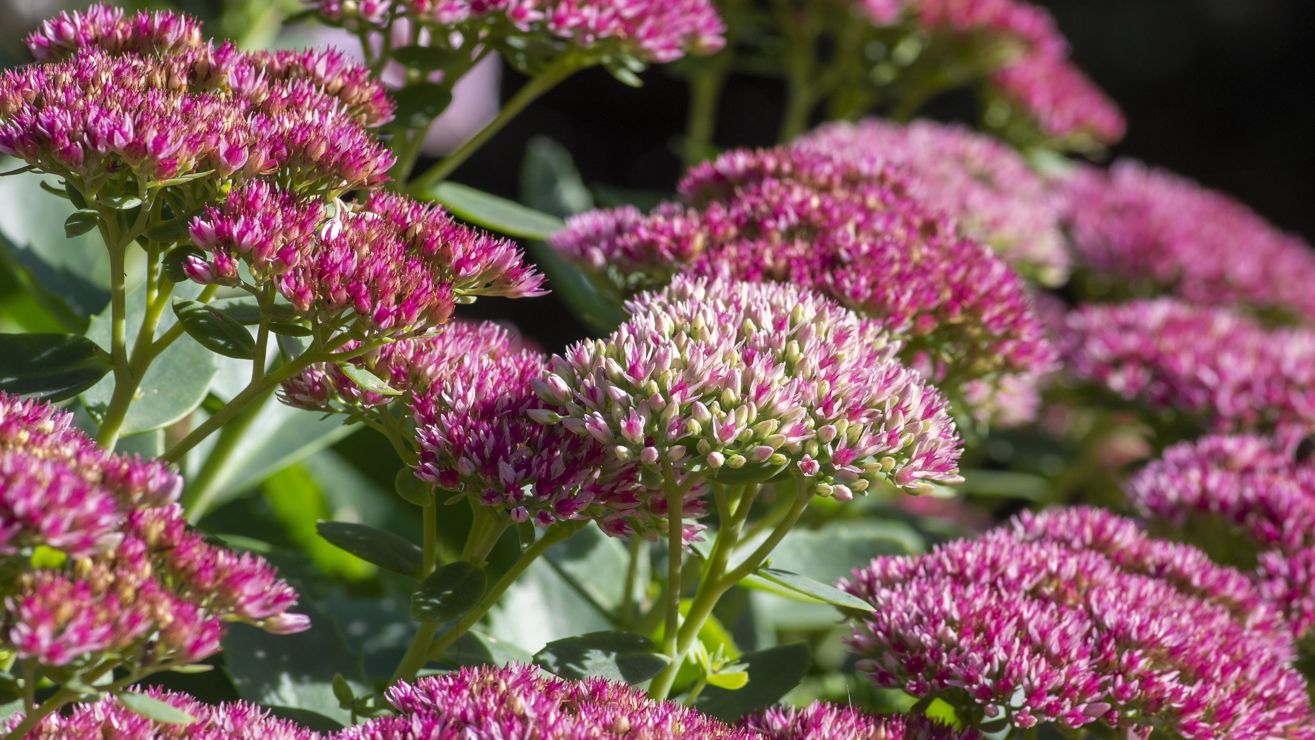 This Flower Will Make Your Garden to Look Better After the First Frost, Say Expert Designers