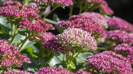 Sedum 'Autumn Joy'