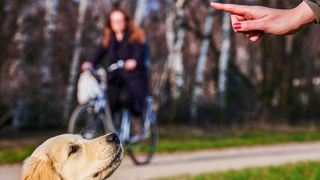 Dog being told to sit with hand signal — tips for training your dog