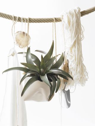 a hanging air plant