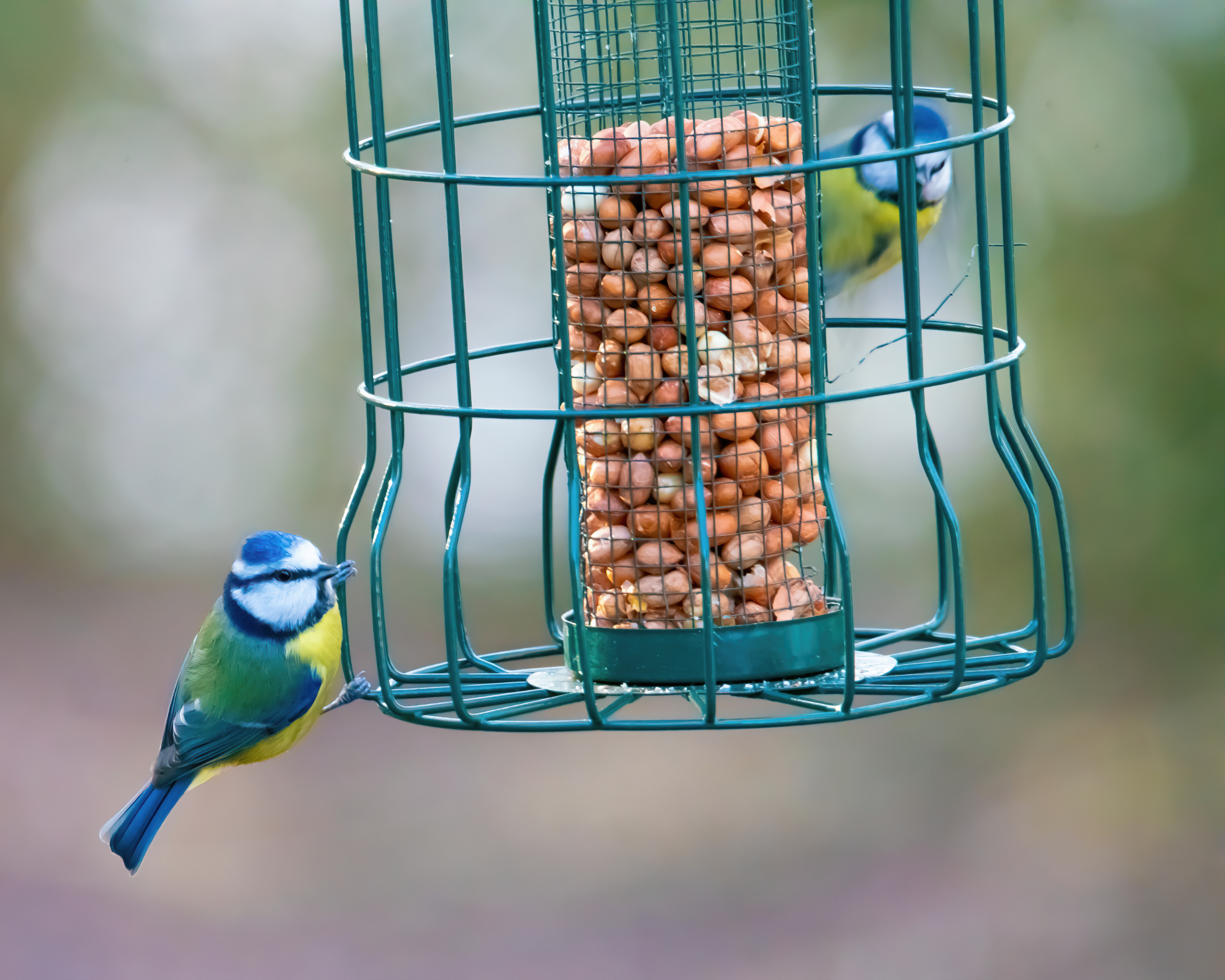 birds on cage feeder