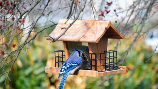 hang a bird feeder on tree