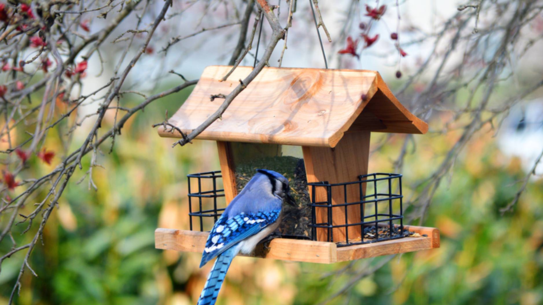 How to hang a bird feeder with or without a tree PetsRadar