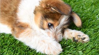 dog on artificial grass