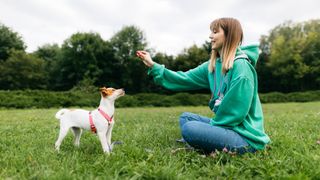 Woman sitting on grass giving treat to her Jack Russell Terrier 