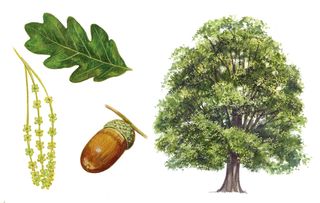 identifying british trees