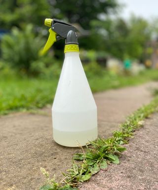 spray bottle containing white vinegar and water for spraying on patio weeds to kill them
