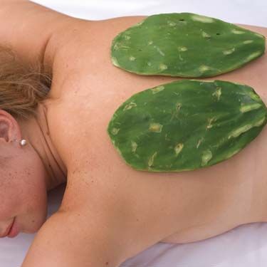 a person with cacti on their back