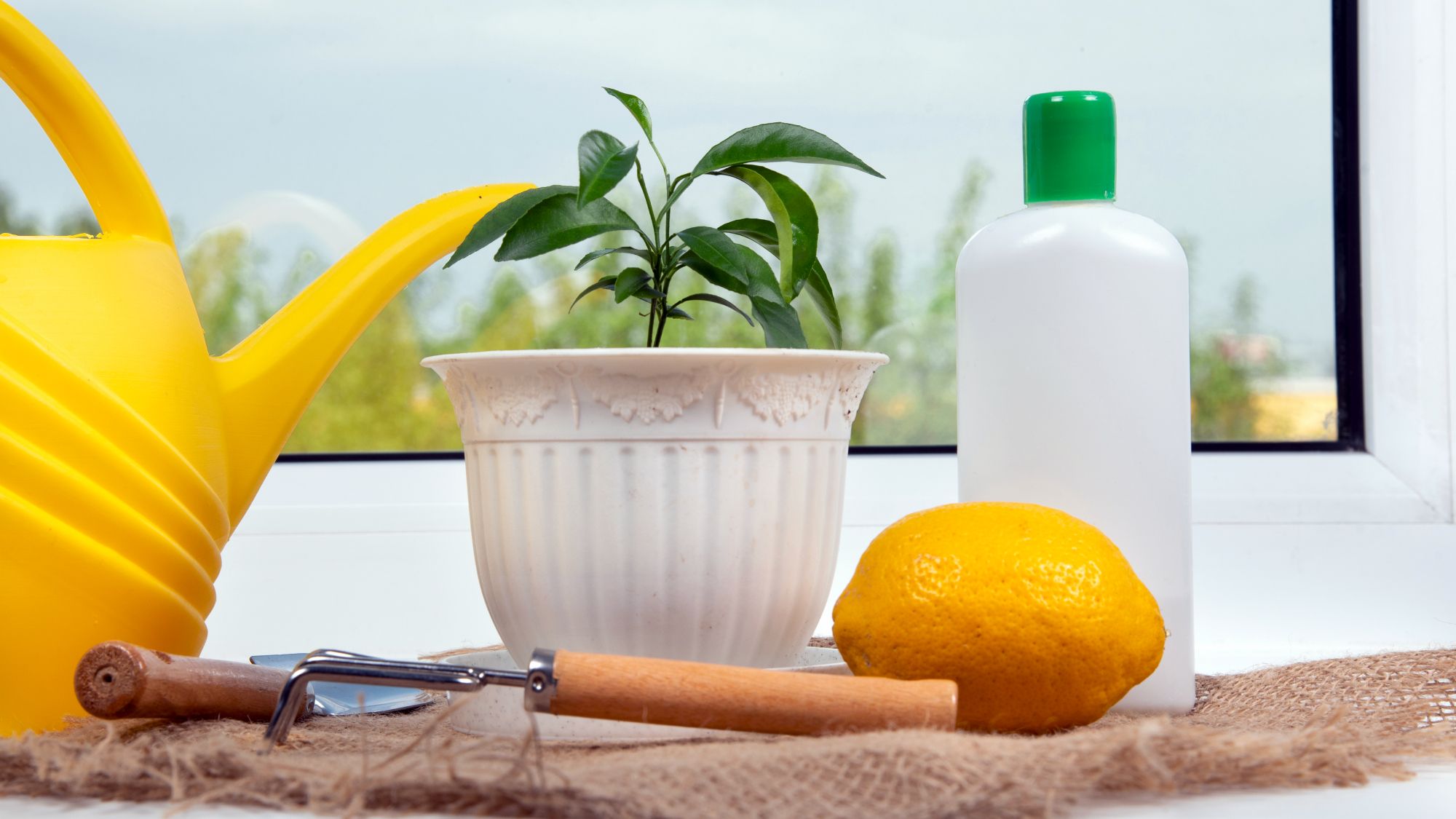 How to Grow Free Plants From Fruit Seeds and Veg Peelings on Your Kitchen Windowsill