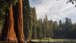 Who was John Muir: giant sequoia trees