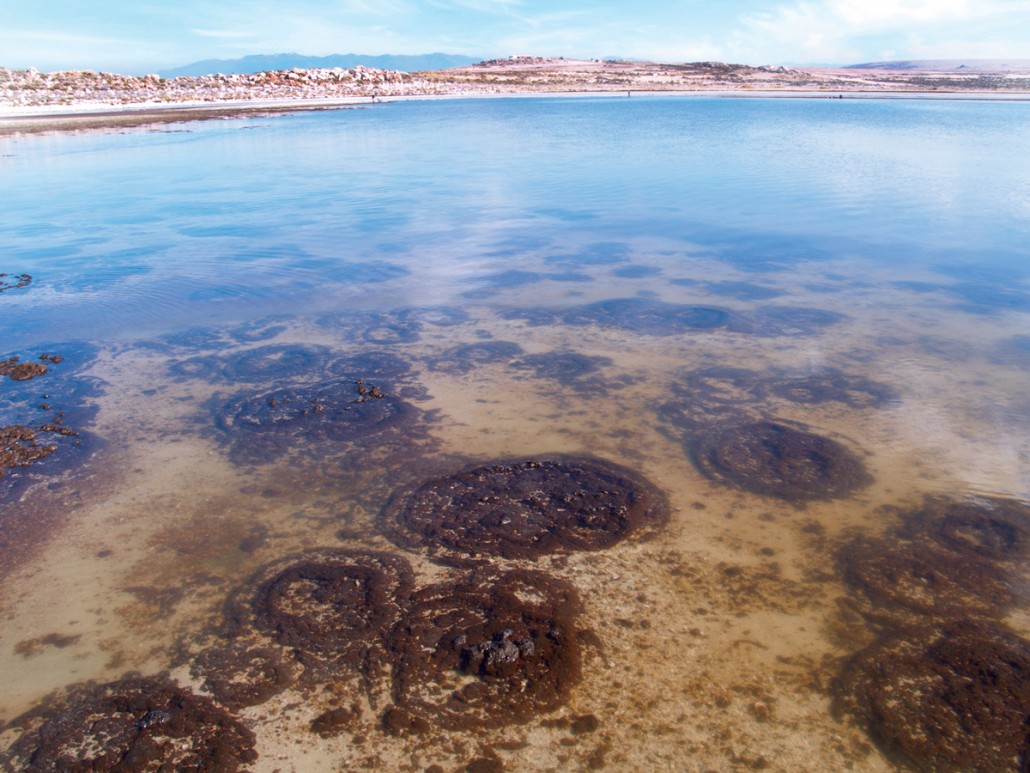 Modern, living microbial mats in Bridger Bay, Antelope Island, Great Salt Lake, in October 2013 when the lake was nearly 5.5 feet below its historical average of 4,200 feet.