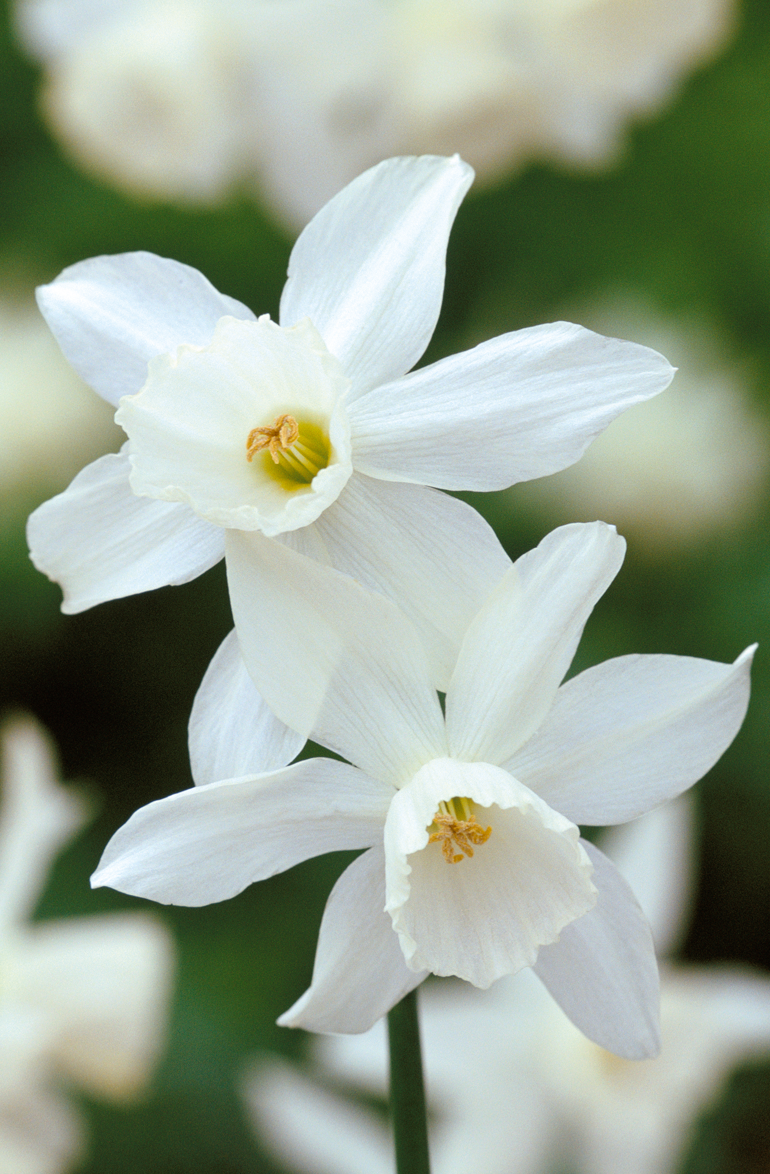 Whiter than white: Narcissus ‘Thalia’ is a reliable cultivated variety of daffodil, blooming year after year in garden beds and borders.