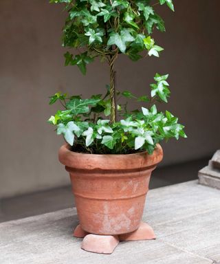 potted ivy on pot risers