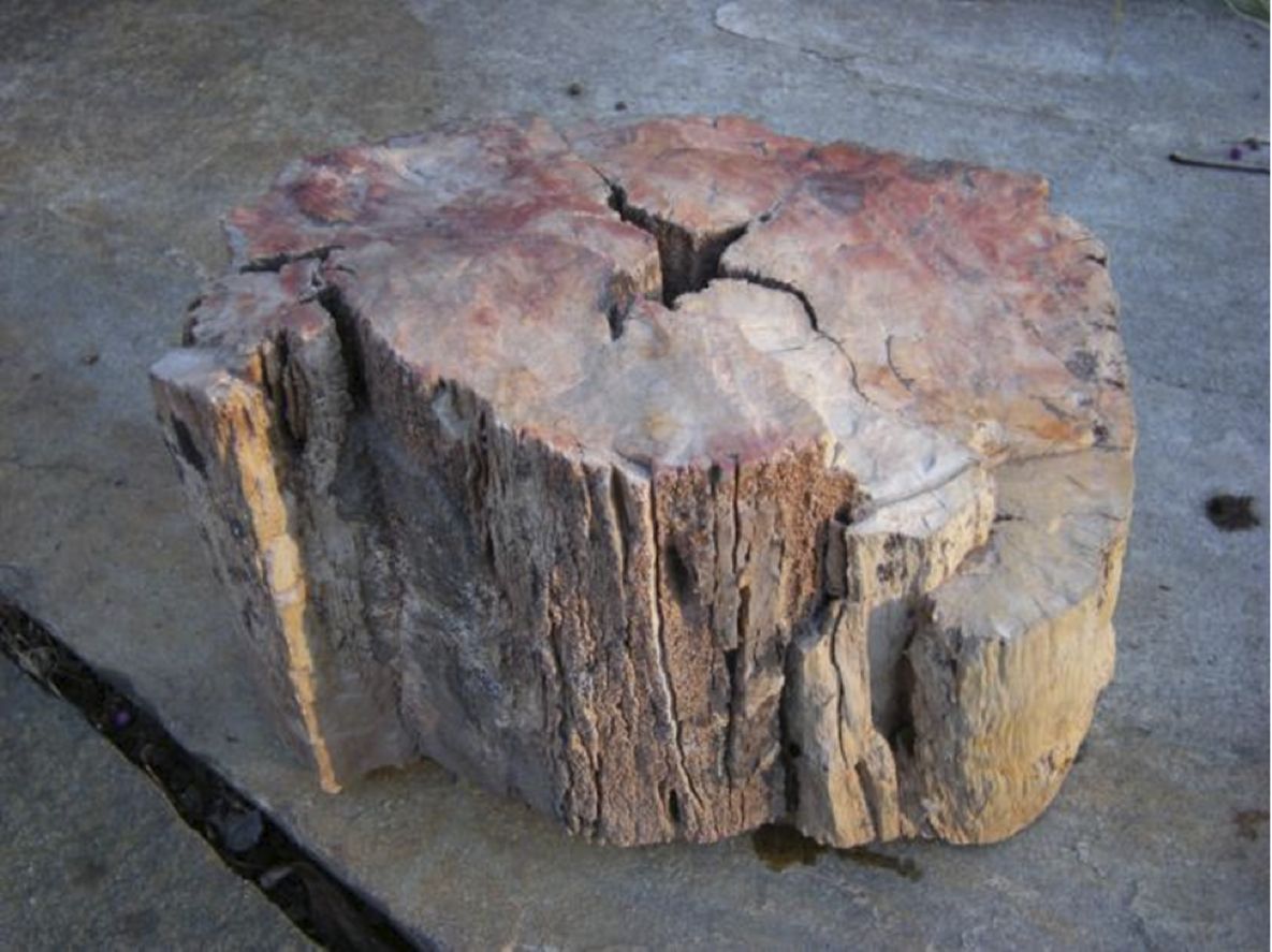 This rosy-pink chunk of petrified wood from Utah&#039;s Chinle Formation is the oldest-known fire-scarred fossil.