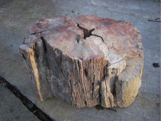 This rosy-pink chunk of petrified wood from Utah's Chinle Formation is the oldest-known fire-scarred fossil.