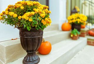 Potted yellow mums with pumpkins on a porch with white stairs