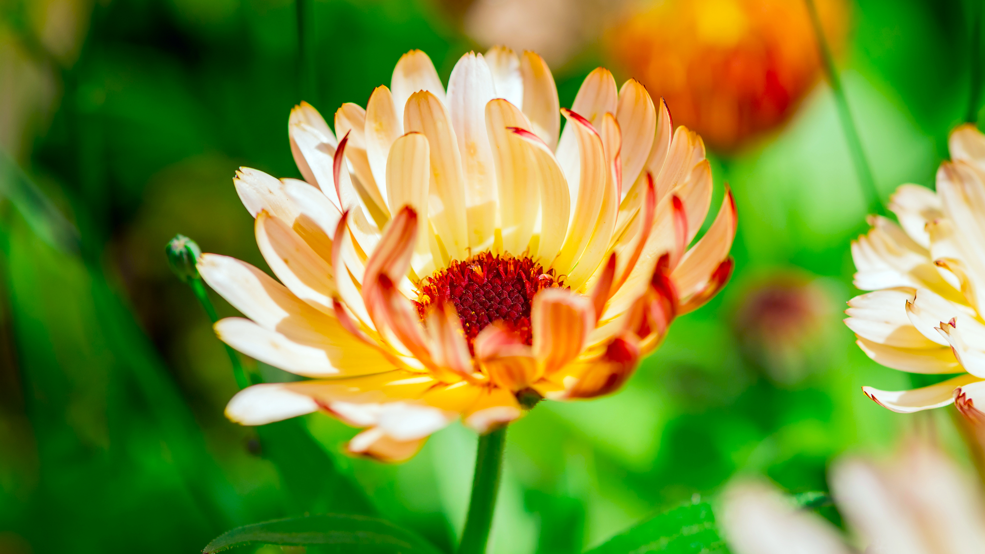Calendula flower or pot marigold growing in a garden border