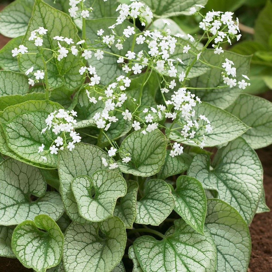 Brunnera Macrophylla 'mister Morse' (pbr)