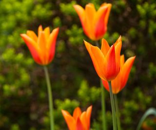 Tulip 'Ballerina' with orange and red flowers