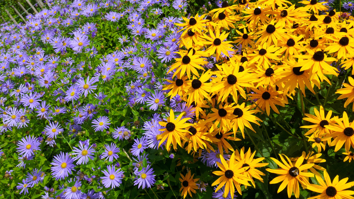 7 Beautiful Flowers That Keep Blooming Into October – And Bees And Butterflies Love Them