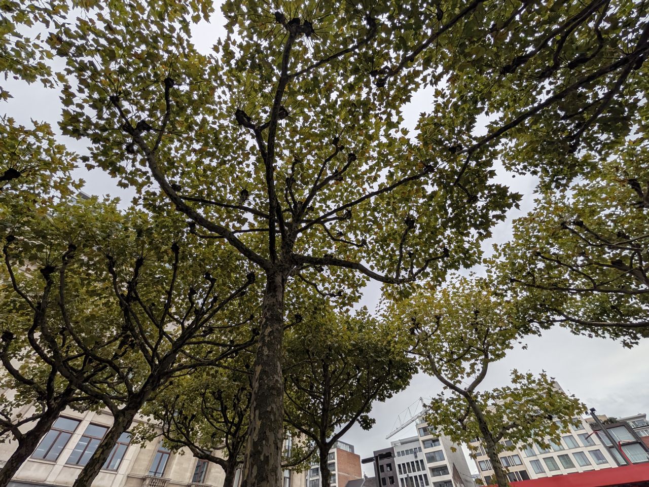 Google Pixel 11 Pro voorbeeldfoto