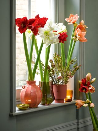 Colorful Amaryllis in glass vases on windowsill