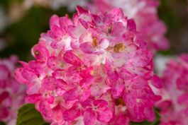 Hydrangea, Panicle First Editions&amp;reg; 'spring Sizzle&amp;trade;'
