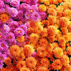 orange and pink flowering mums