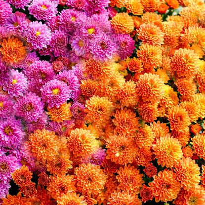 orange and pink flowering mums