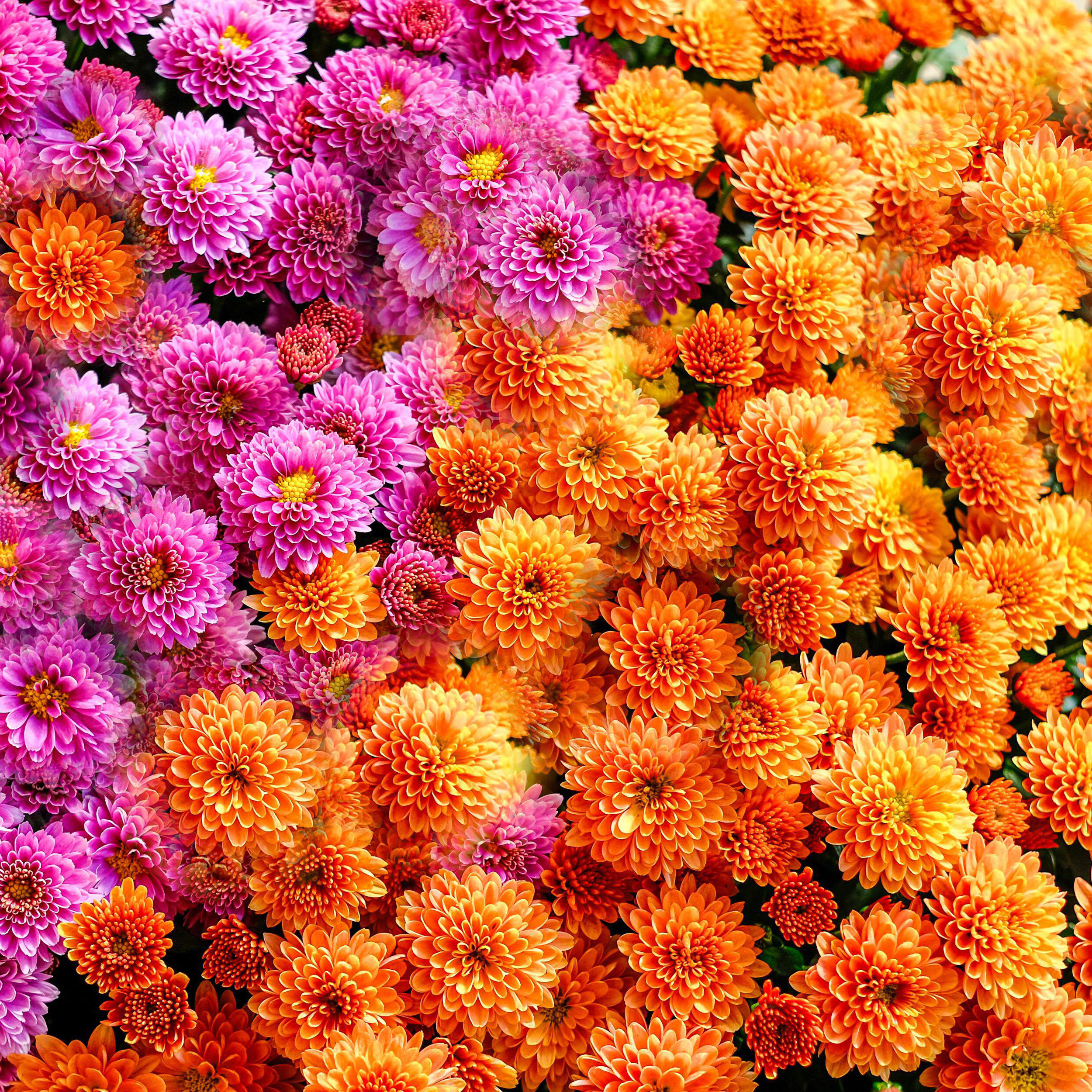 orange and pink flowering mums