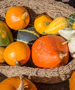 Collection of gourds and pumpkins in a garden