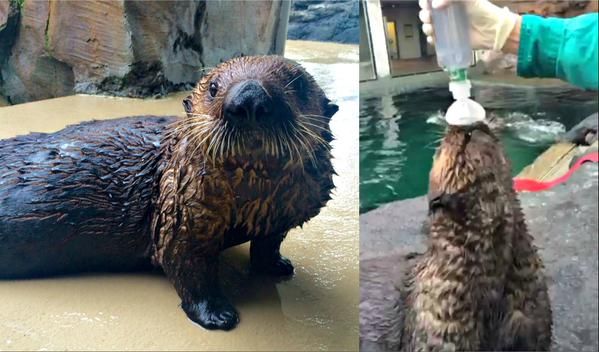 Mishka the sea otter.