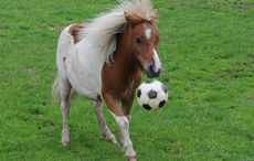 Pinocchio-now-loves-to-play-redwingshorsesanctuary_46446314171.jpg