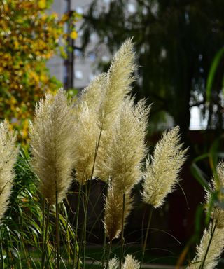 white pampas grass plumes