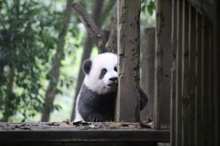A baby panda peeking around a post.