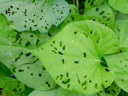 Holes In Leaves From Insect Damage