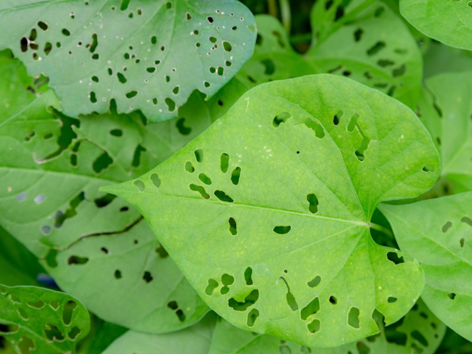 Holes In The Leaves Of Plants