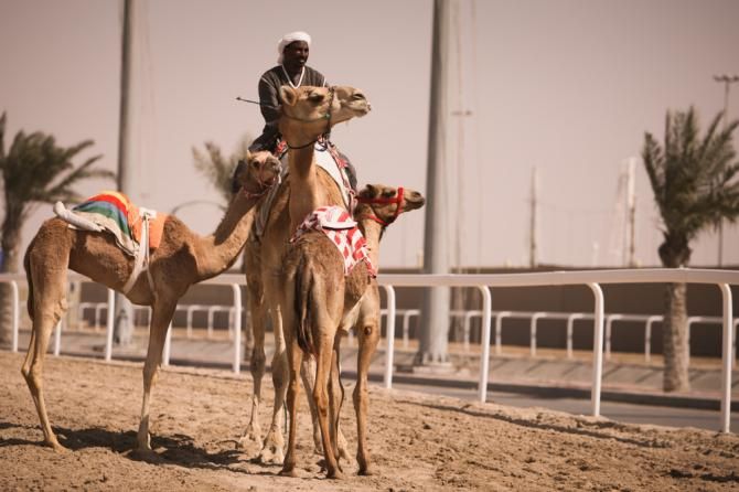 Camels greeted riders as stage 2 began at one of Qatars famous camel race tracks.