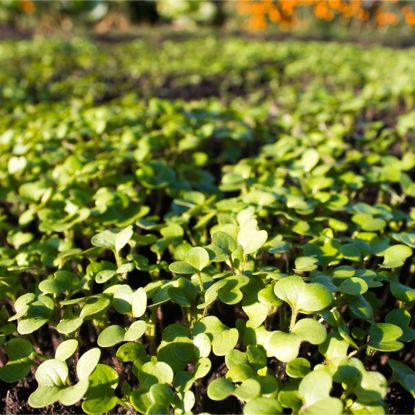 Mustard growing as green manure in garden