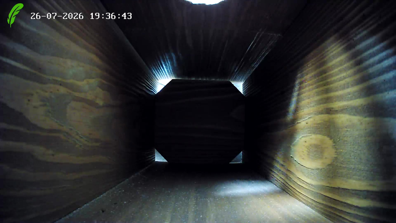 sample shots from the Green Feathers WiFi HD bird box camera